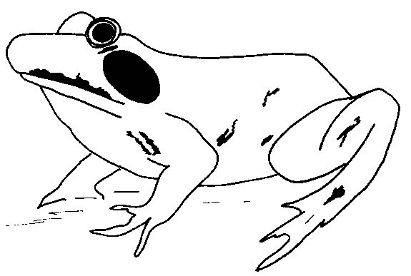 Frog