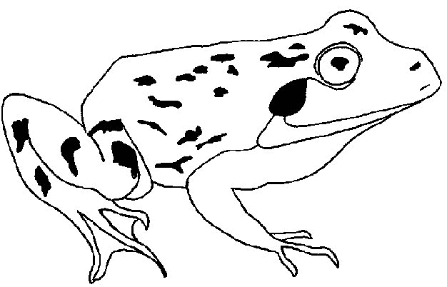 Frog