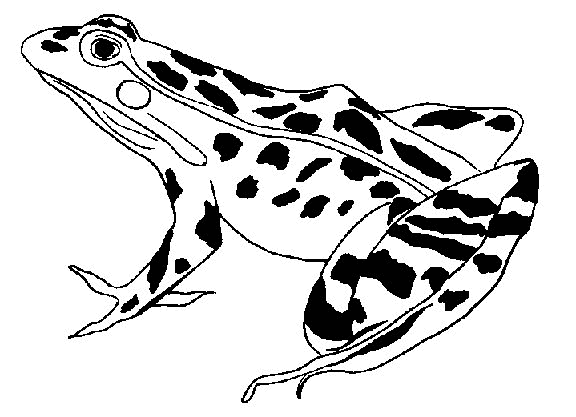 Frog coloring pages