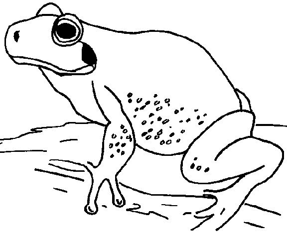 Frog