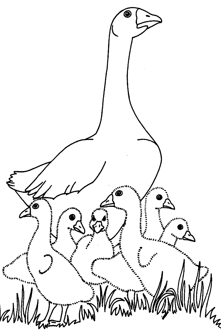 Geese