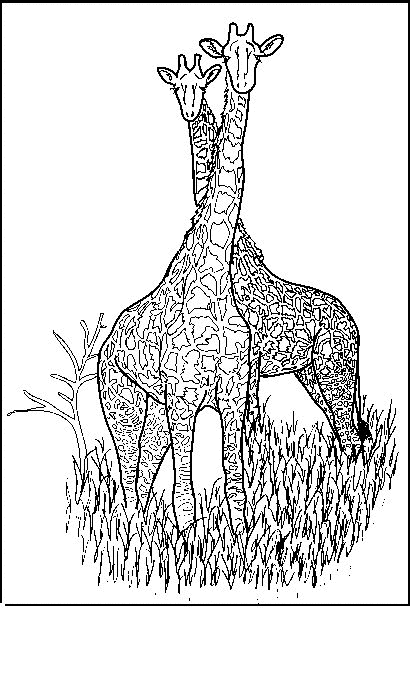 Giraffe coloring pages