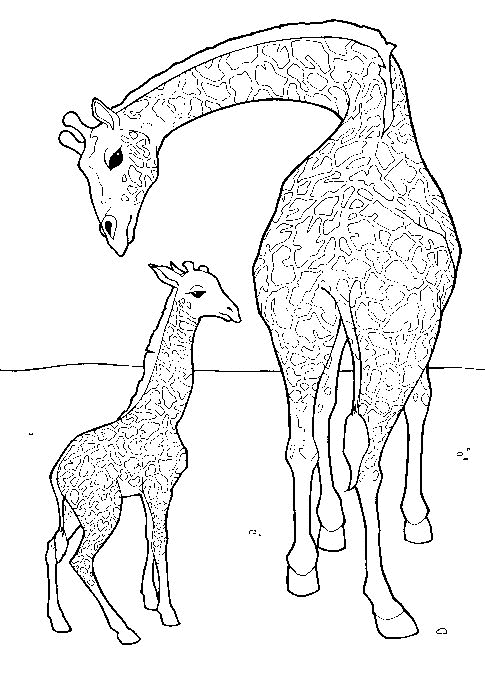 Giraffe coloring pages