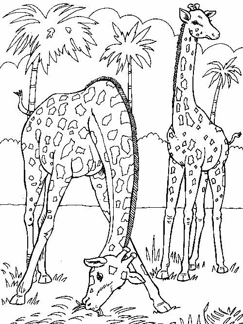 Giraffe