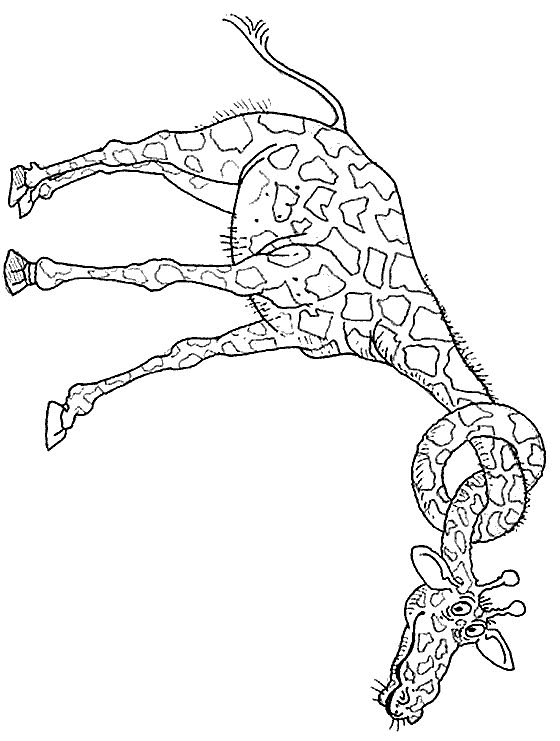 Giraffe coloring pages