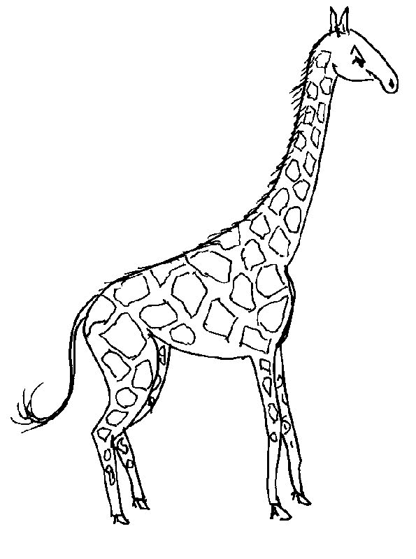 Giraffe