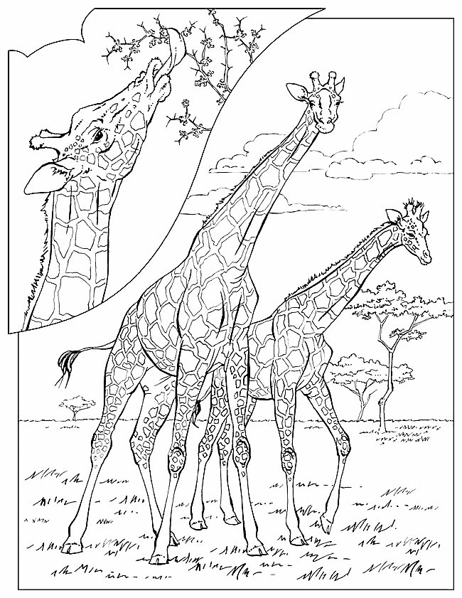 Giraffe coloring pages