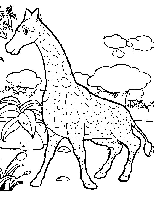 На рисунке изображен жираф. Жираф. Раскраска. Жираф раскраска для детей. Раскраска животные Жираф. Жирафик раскраска для детей.
