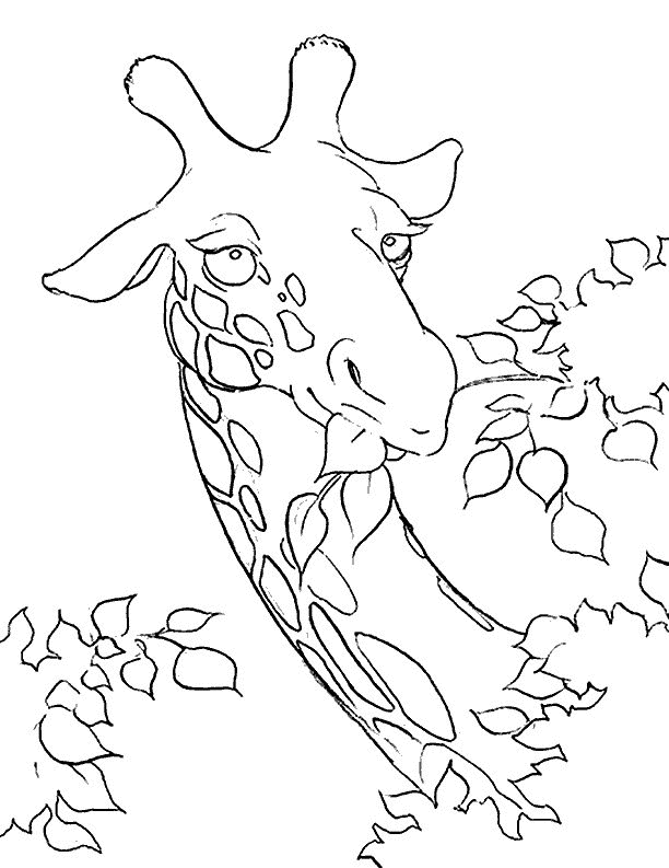 Giraffe coloring pages