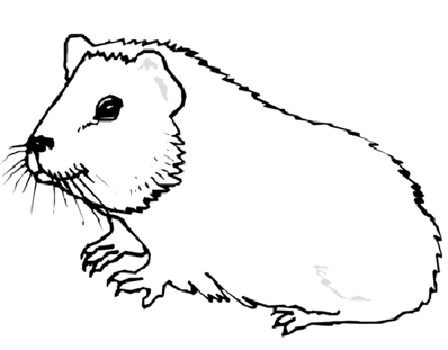 Guinea pig coloring pages