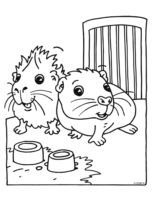 Guinea pig coloring pages