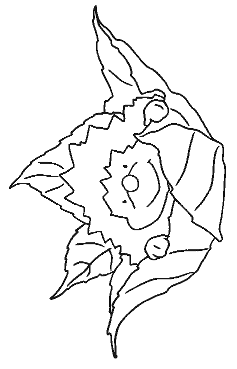 Hedgehog coloring pages