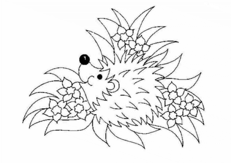 Hedgehog coloring pages