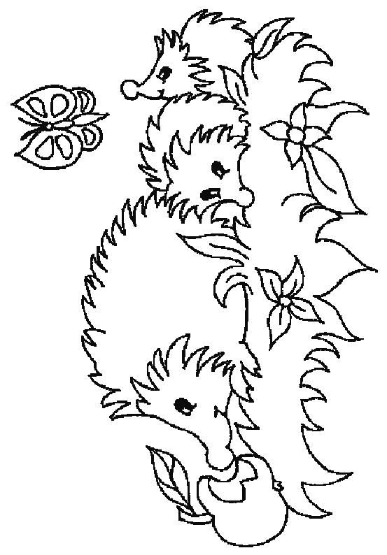 Hedgehog coloring pages