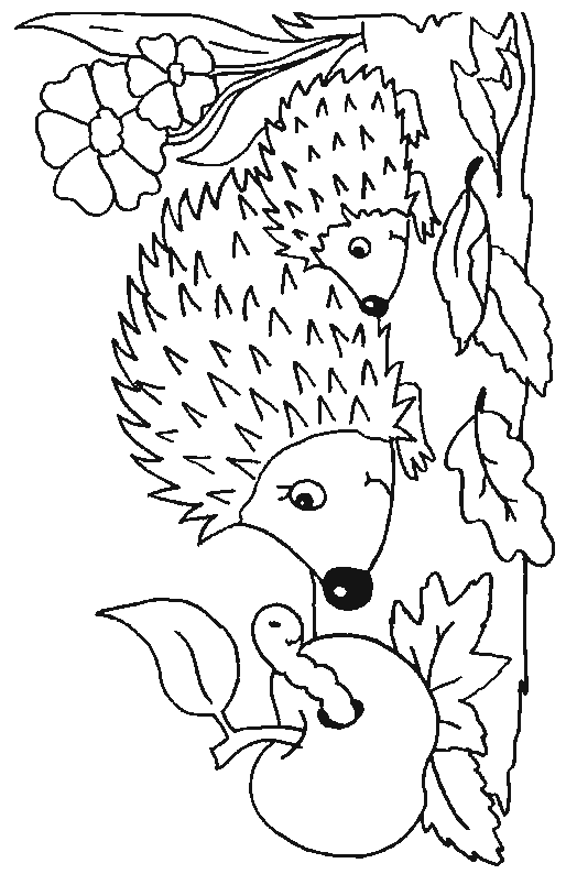 Hedgehog