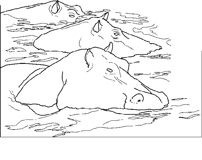 Hippo coloring pages