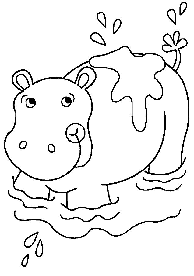 Hippo