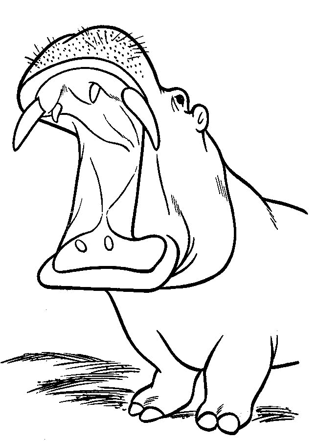 Hippo coloring pages