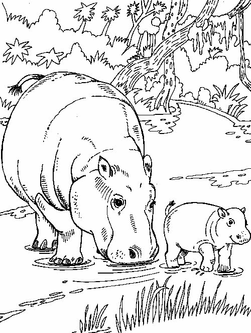 Hippo coloring pages