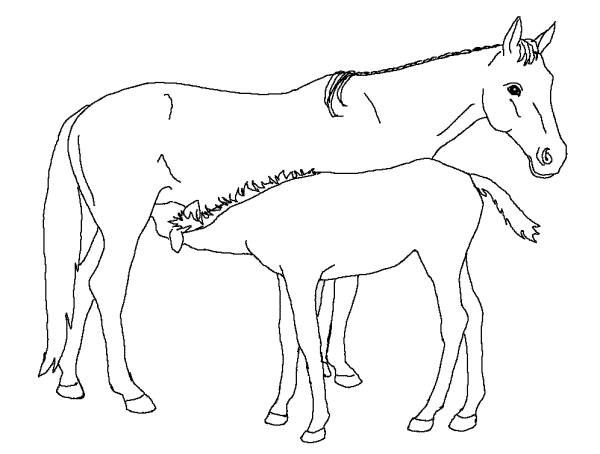 Horse coloring pages