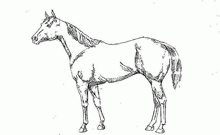 Horse coloring pages