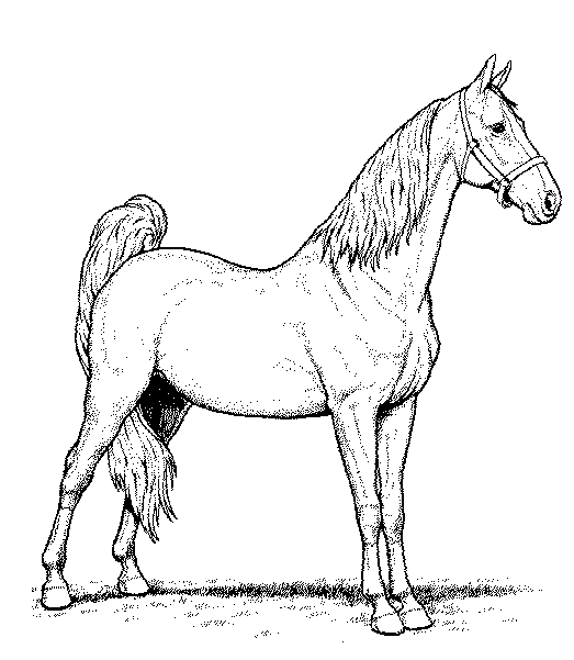 Horse coloring pages