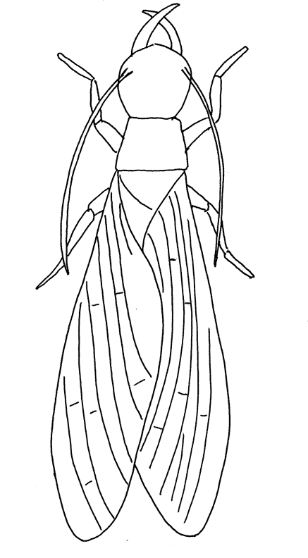 Insect coloring pages