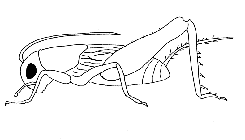 Insect coloring pages