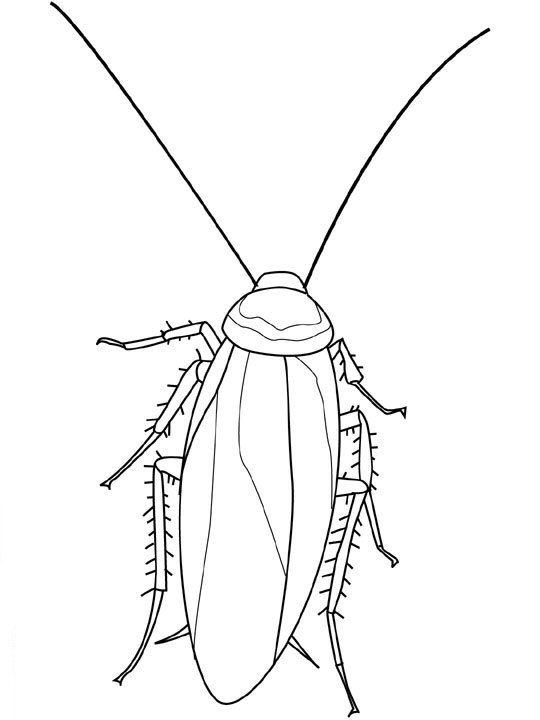 Insect coloring pages