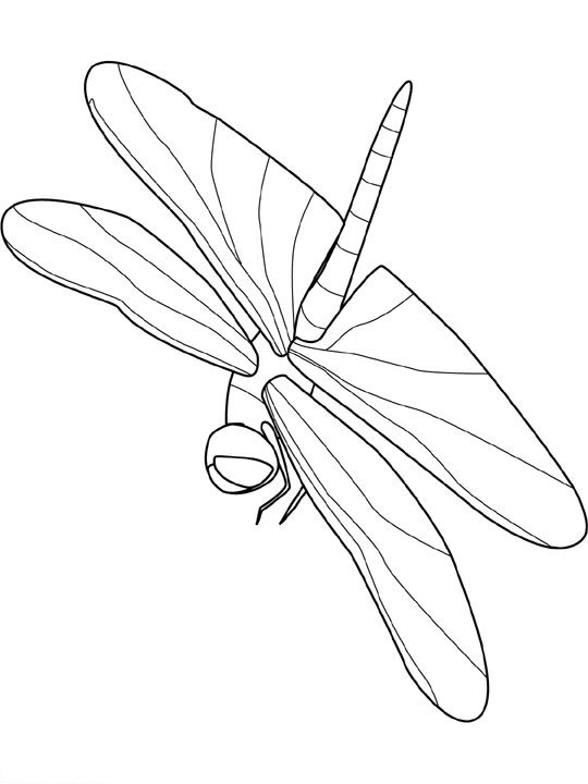 Insect coloring pages