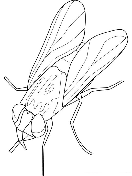 Insect coloring pages