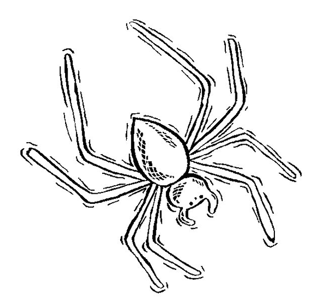 Insect coloring pages