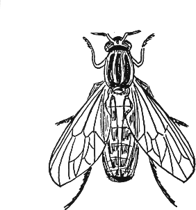 Insect coloring pages