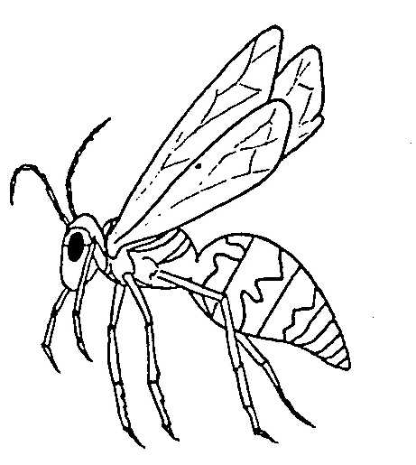 Insect coloring pages