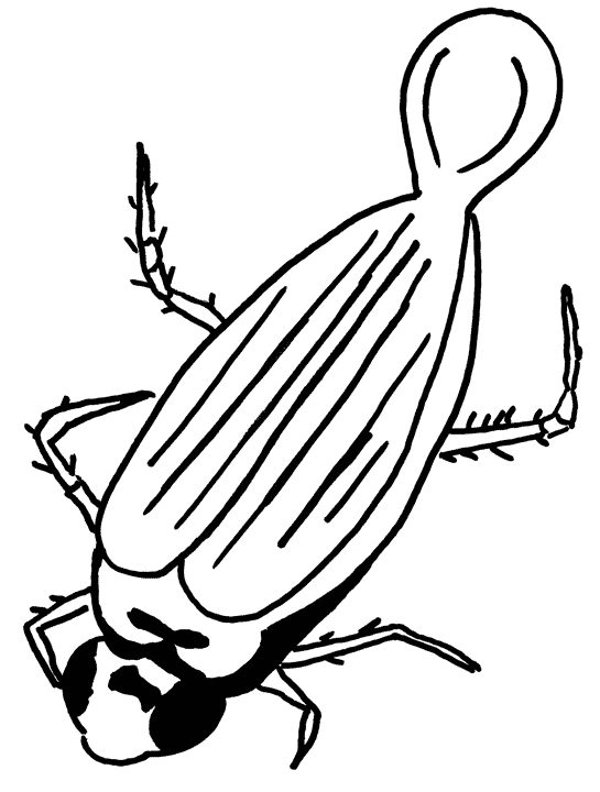 Insect coloring pages