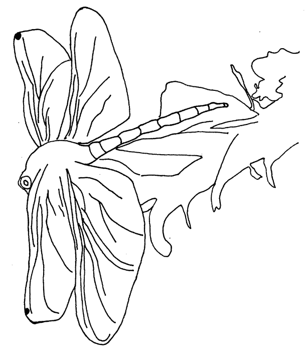 Insect coloring pages