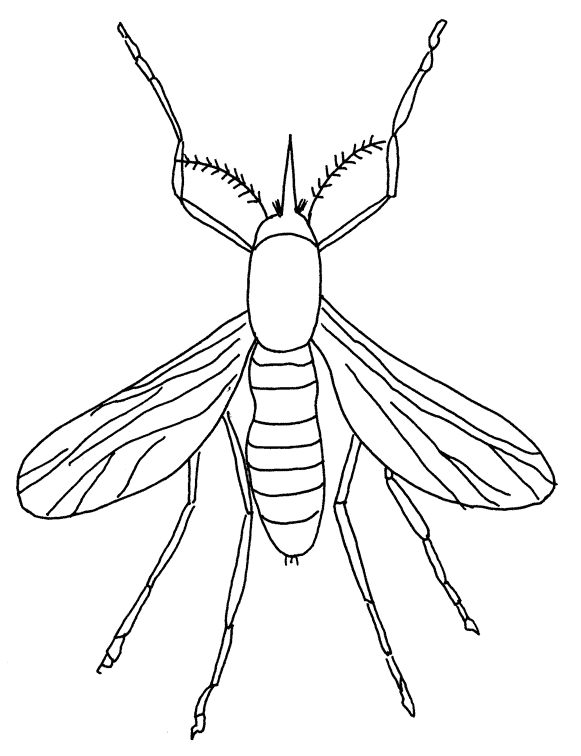 Insect coloring pages