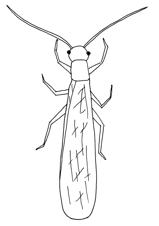 Insect coloring pages