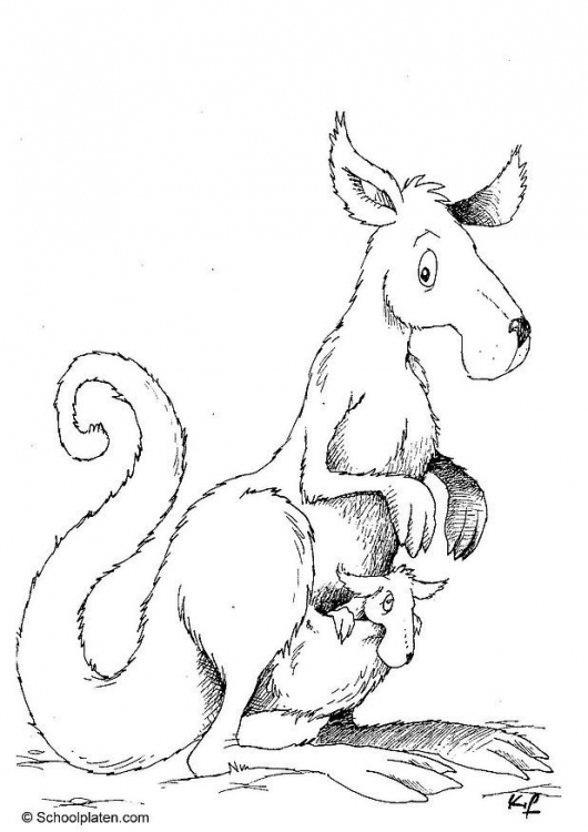 Kangaroo coloring pages