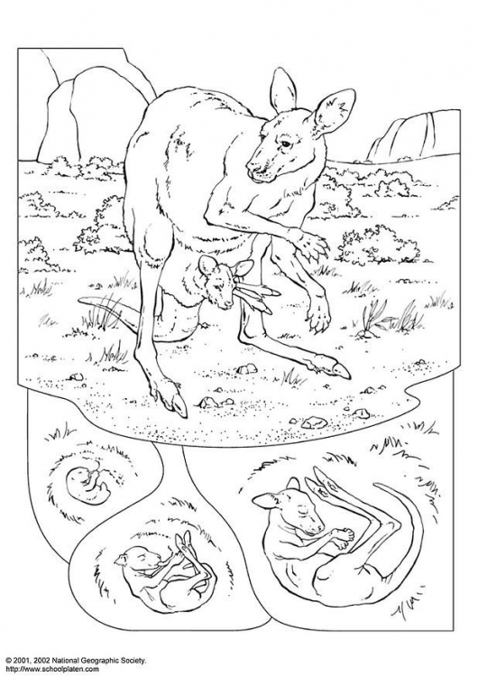 Kangaroo coloring pages