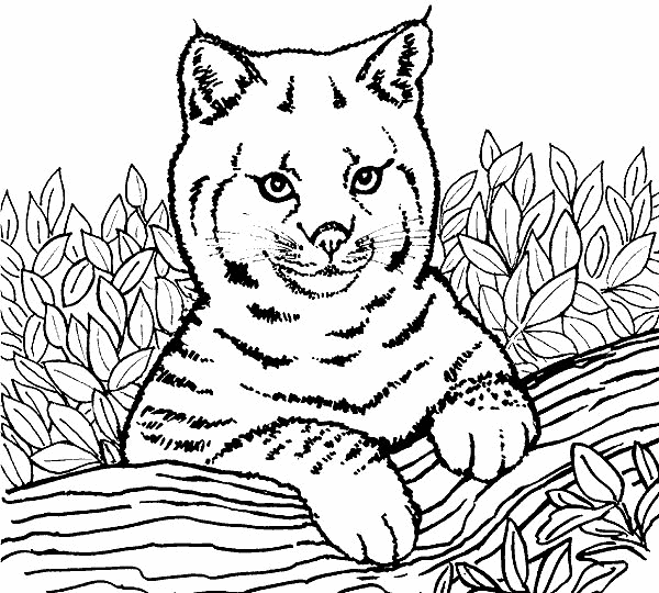 Beste Lion Coloring Page Animal Coloring Page | PicGifs.com FH-81