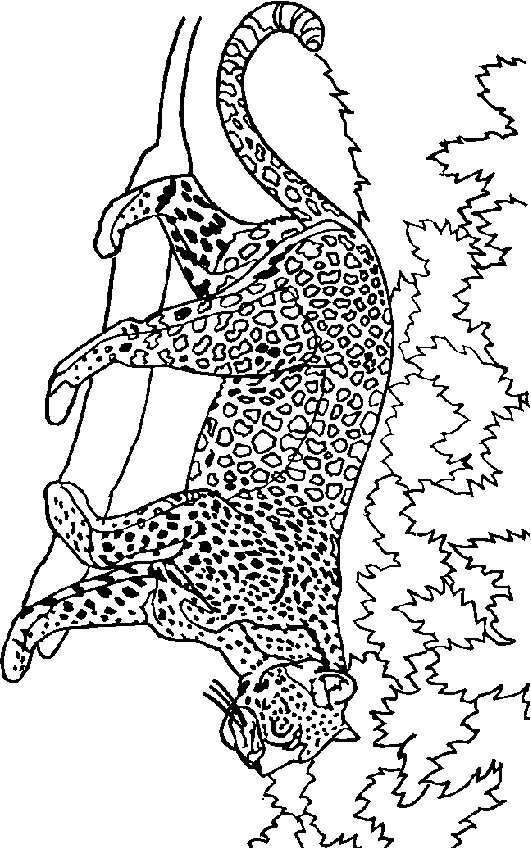 Lion coloring pages