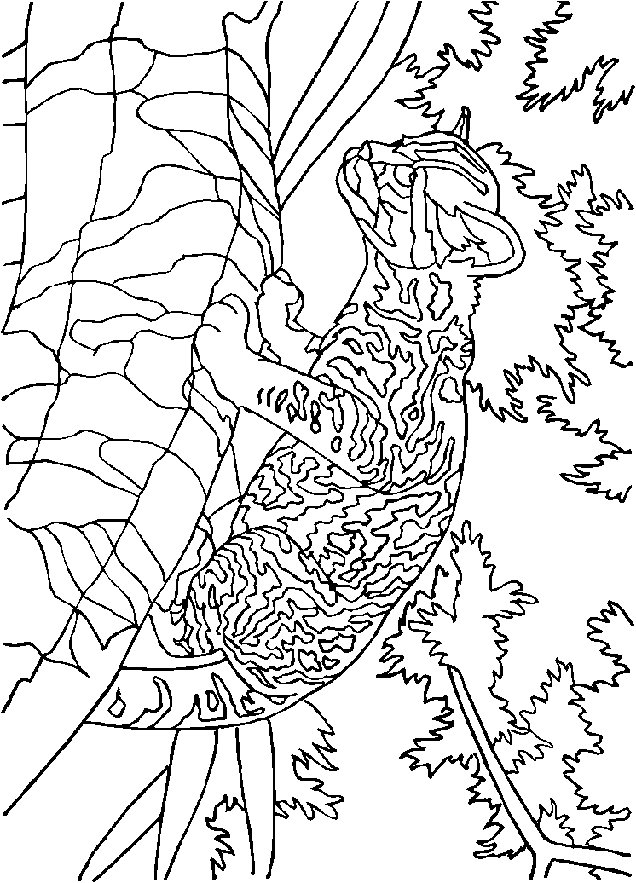 Lion coloring pages