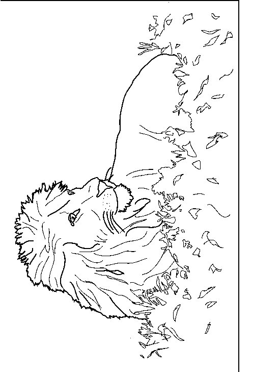 Lion coloring pages