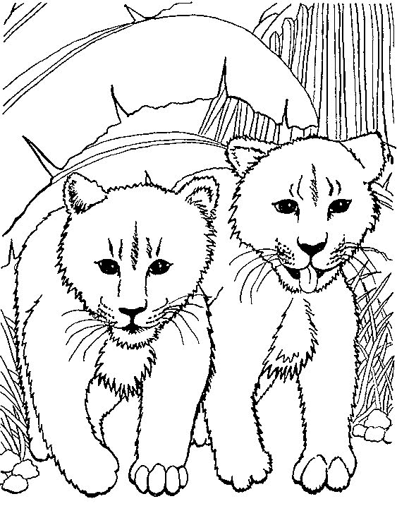 Lion coloring pages