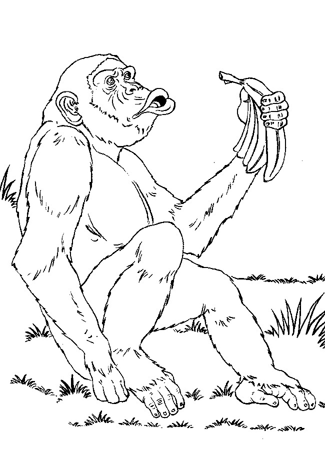 Monkey coloring pages