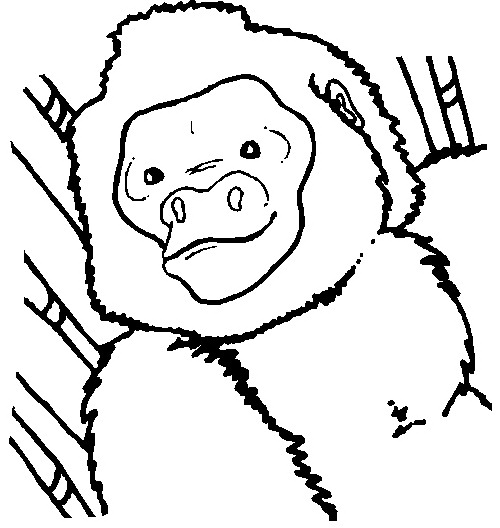 Monkey coloring pages