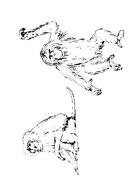 Monkey coloring pages