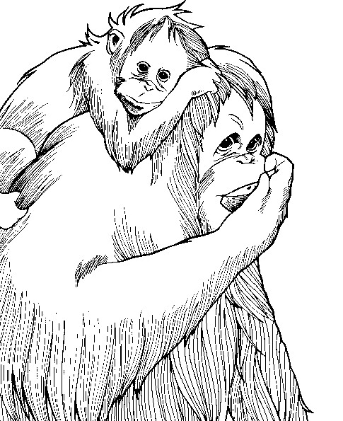 Monkey coloring pages