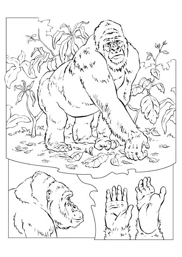 Monkey coloring pages